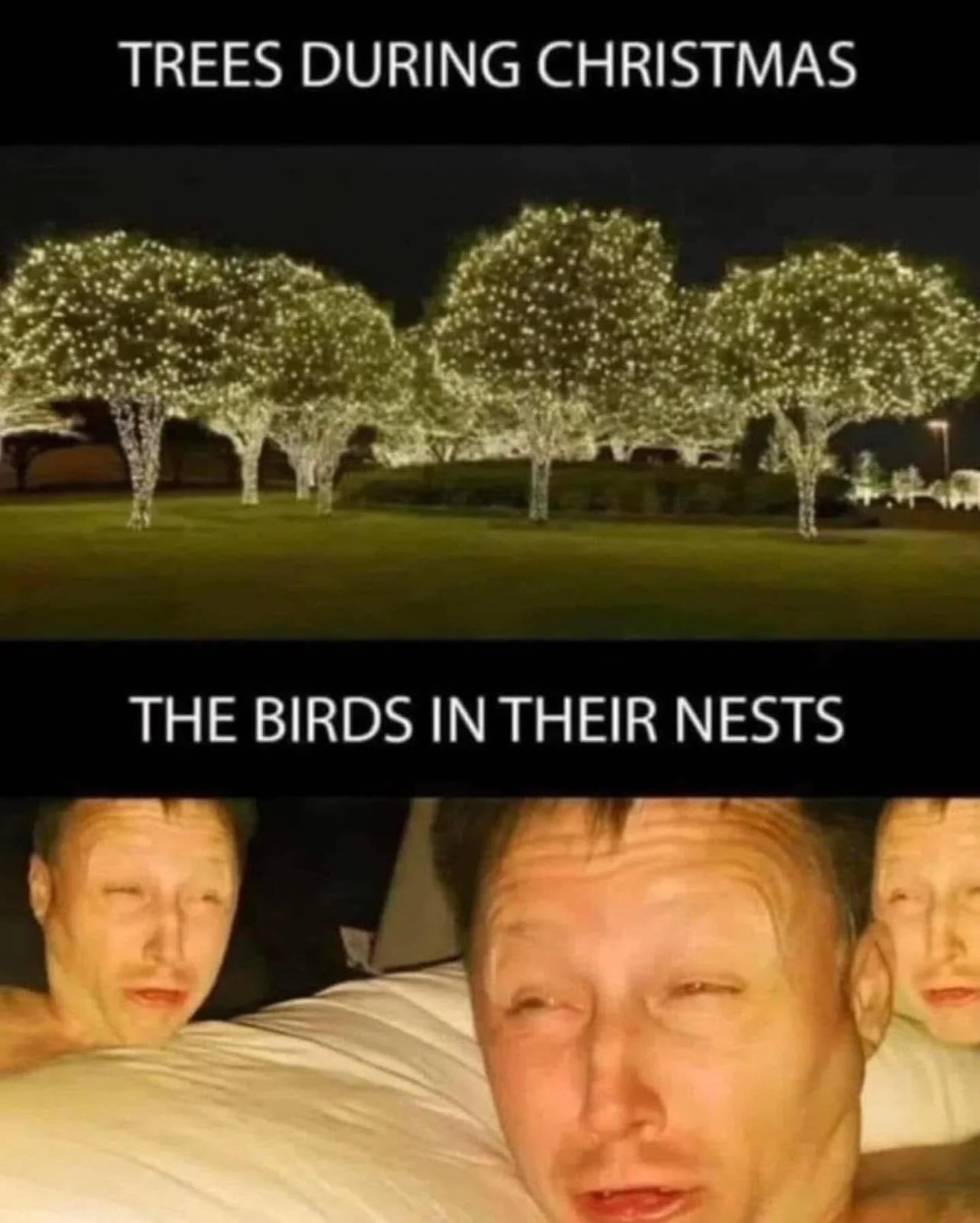 December 1 🐦 sorry guys&hellip;Birds have circadian rhythms &mdash; and honestly, theirs might be more dialed in than ours. 🕊️✨

Birds run on internal clocks

They operate on a 24-hour rhythm that controls sleep, feeding, hormones, migration, singi