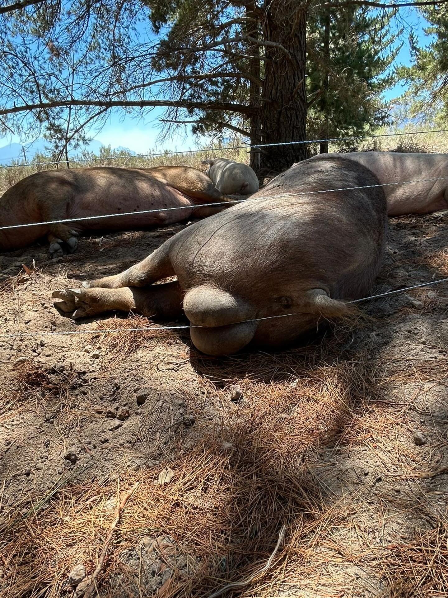 This could be an aggressive alarm clock&hellip;🤣

@spierwinefarm @thefarmerangus