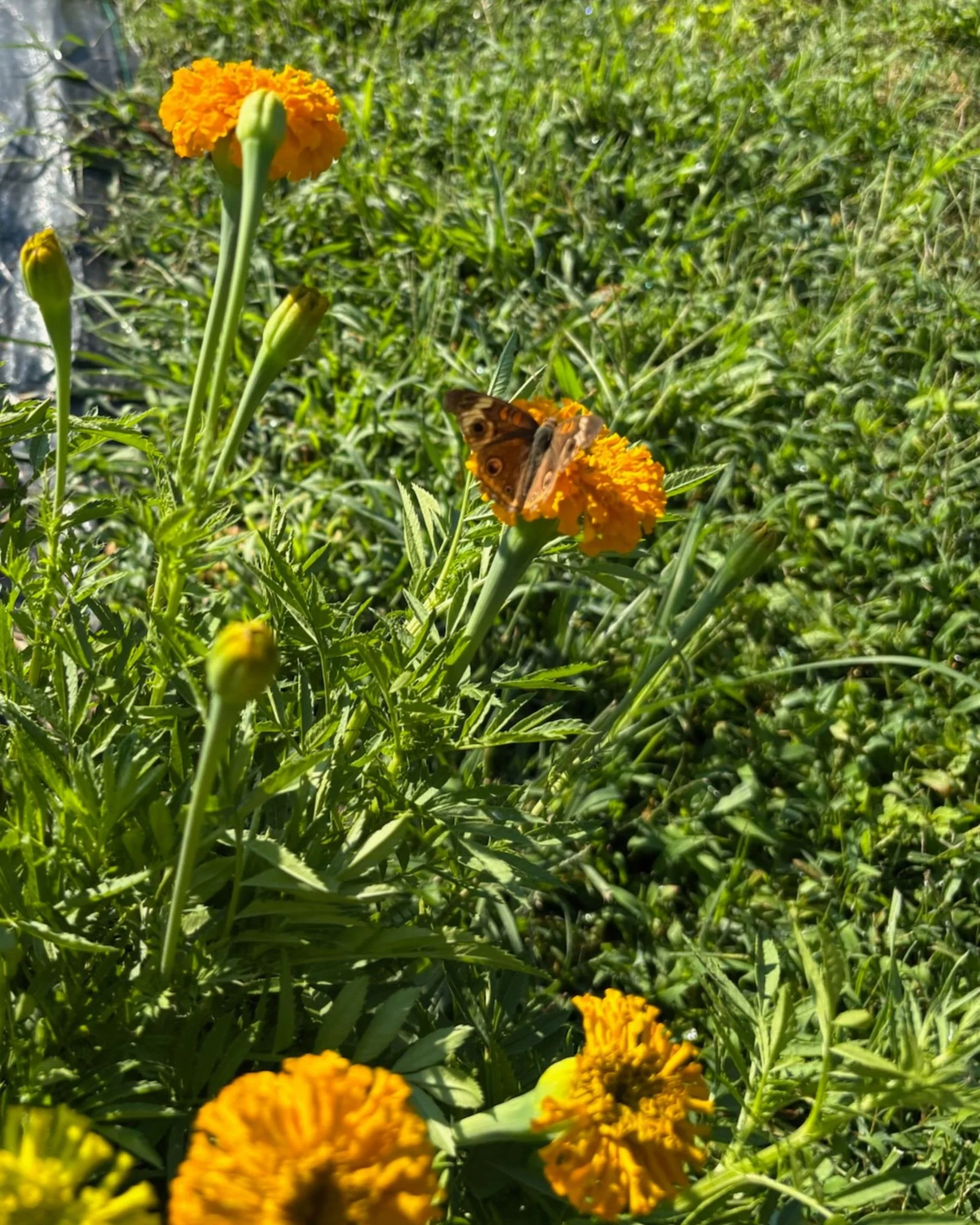 ✨ Proof that our marigolds are butterfly-approved!

Do you plant anything just for the pollinators? We&rsquo;d love to know!

#HeadleyFlowerFarm #FarmFreshFlowers #GardenVisitors #PollinatorFriendly