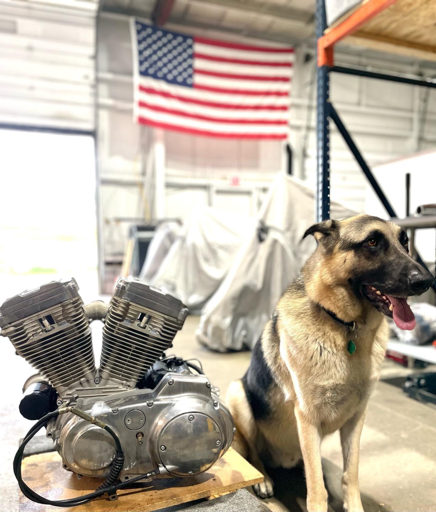 Shop dog, Jax, approves of this 883 Sportster engine just pulled and ready for sale. #harleydavidsonsportster #harleydavidson883 #harleydavidsonsportster883 #sportster883 #xl883 #sportster1200 #harleydavidsonsportster1200