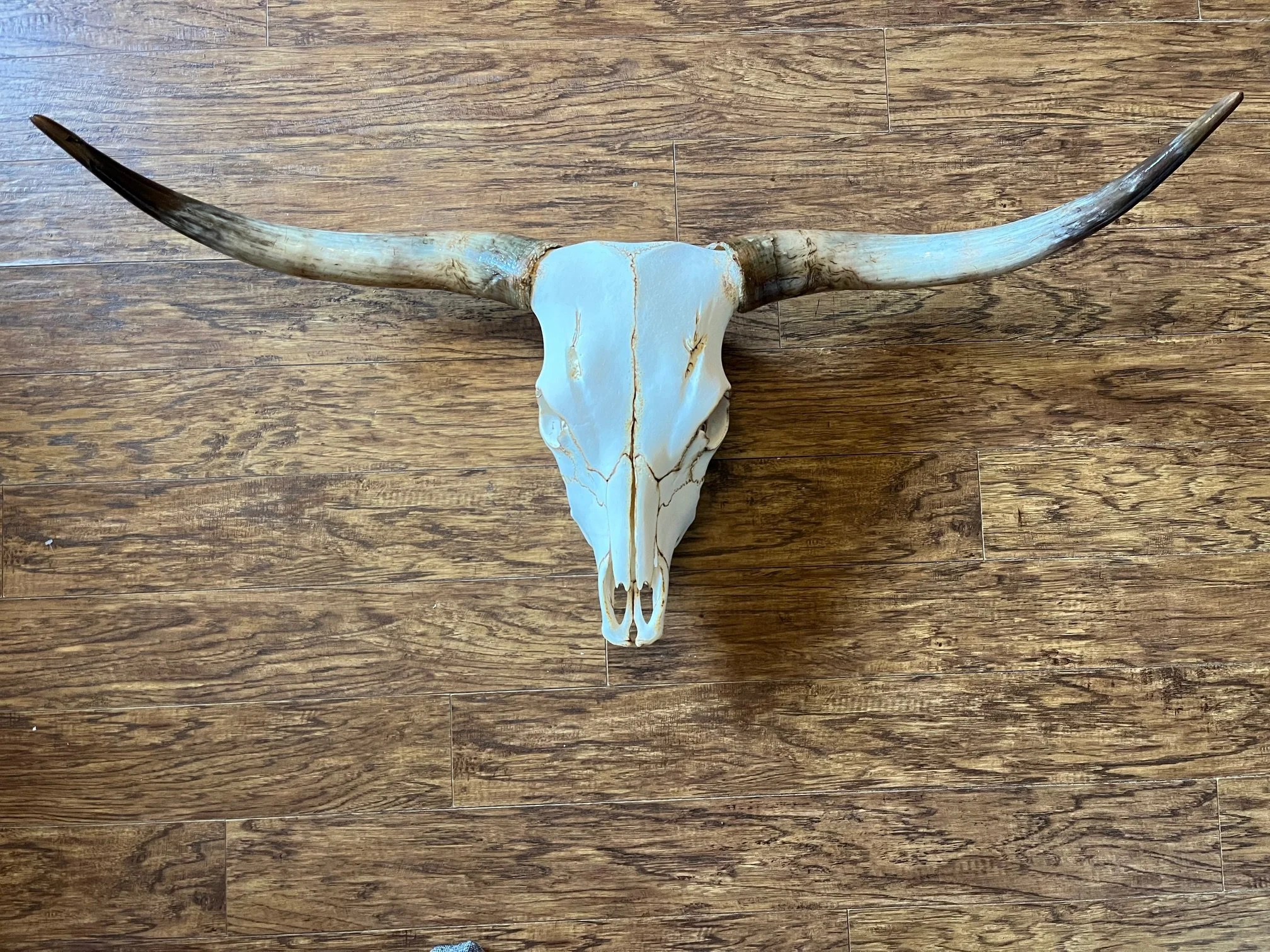 “Iron Prairie” – Highland Skull Mount | Long Horns | Farm Raised