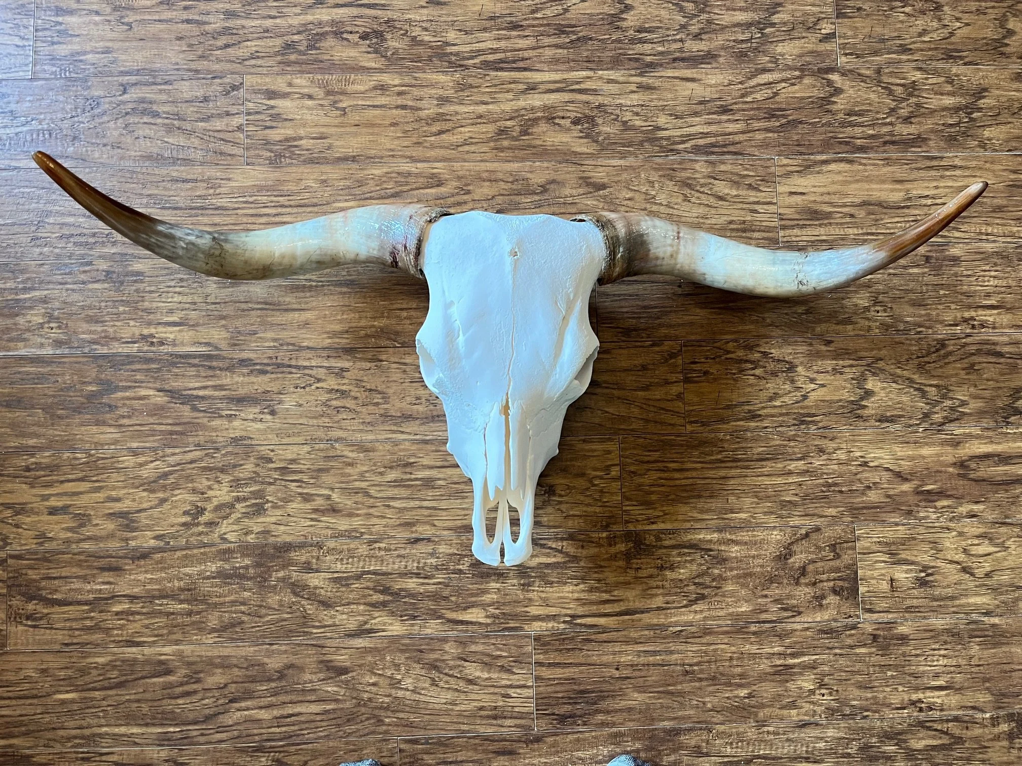 “High Ridge” Highland Cow Skull Mount – Wide Longhorn Rustic Western Wall Decor (44” Span)