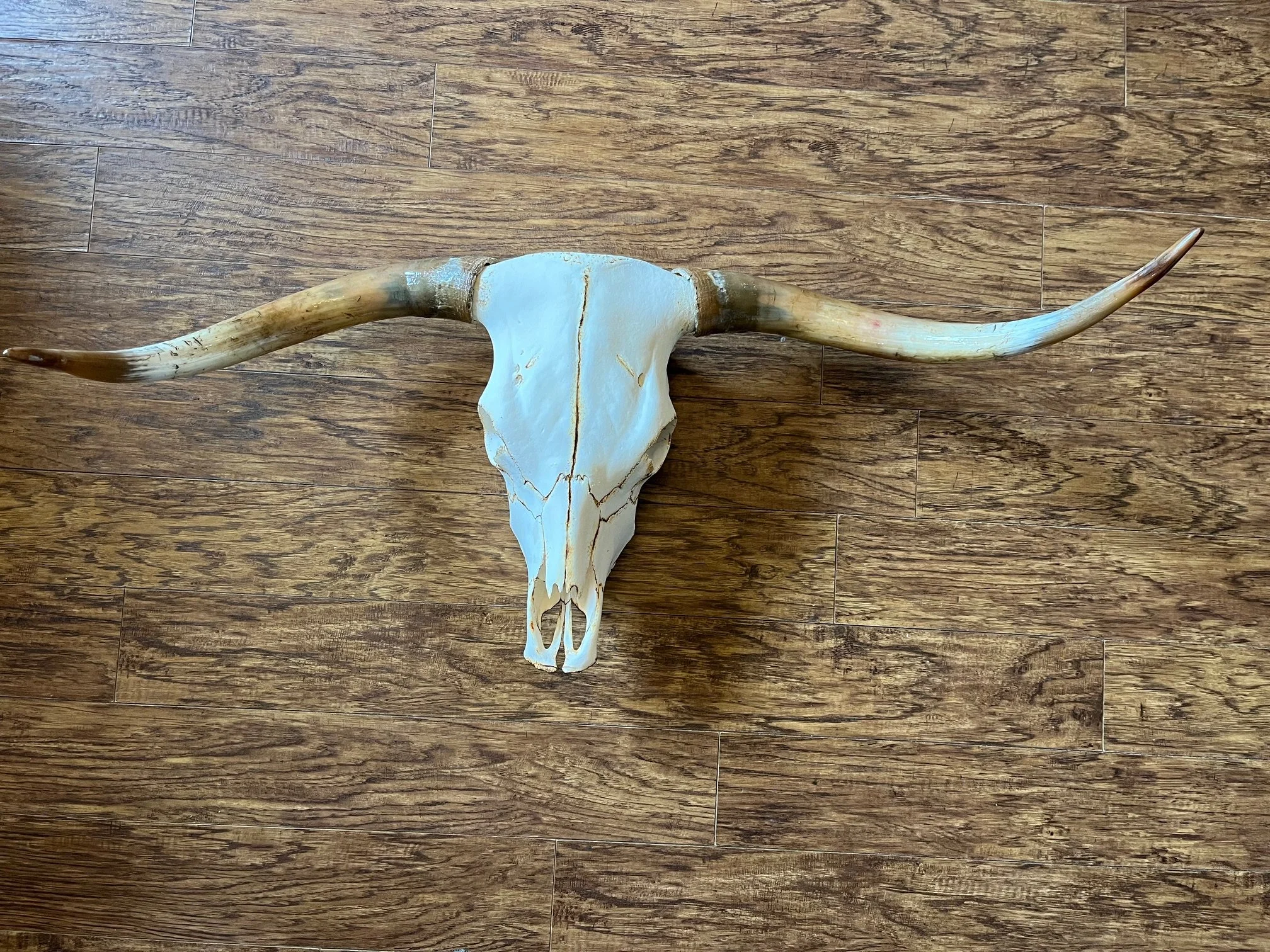 “Windbreak Ridge” – Highland Skull Mount | Long Horns | Farm Raised