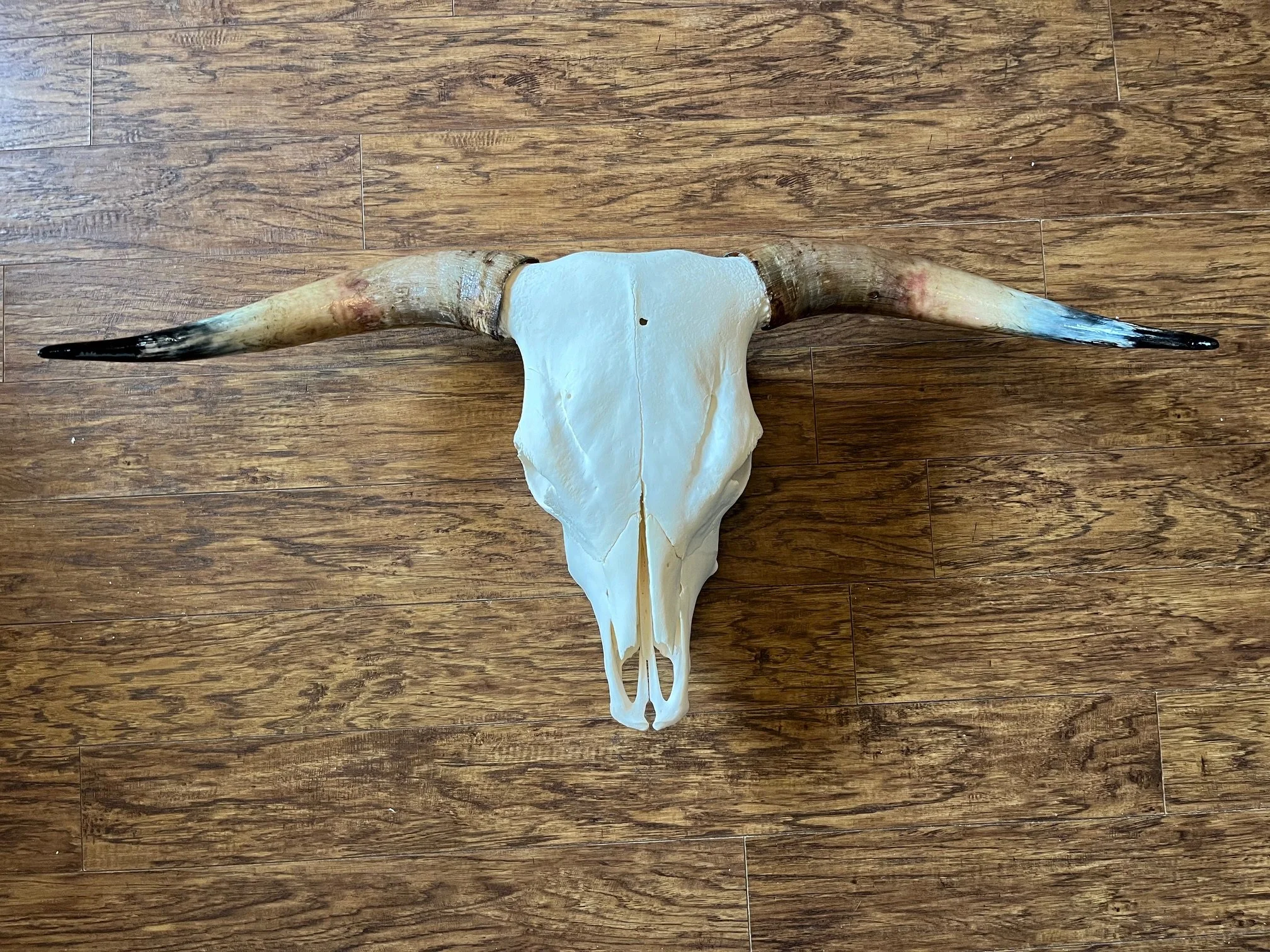 “Black Mesa” Highland Skull Mount