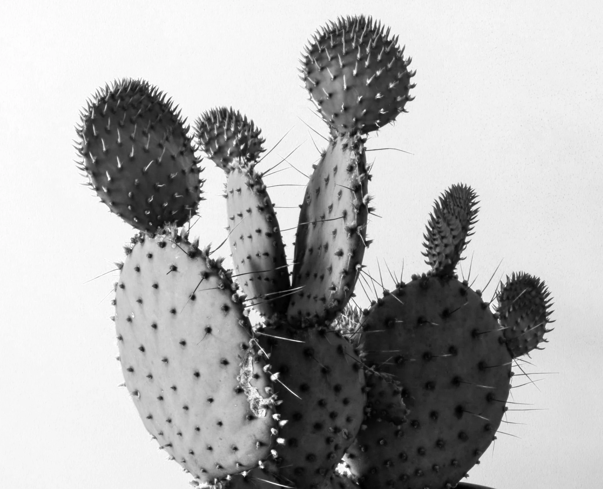 Black and white photo of a prickly pear cactus with multiple pads and spines.