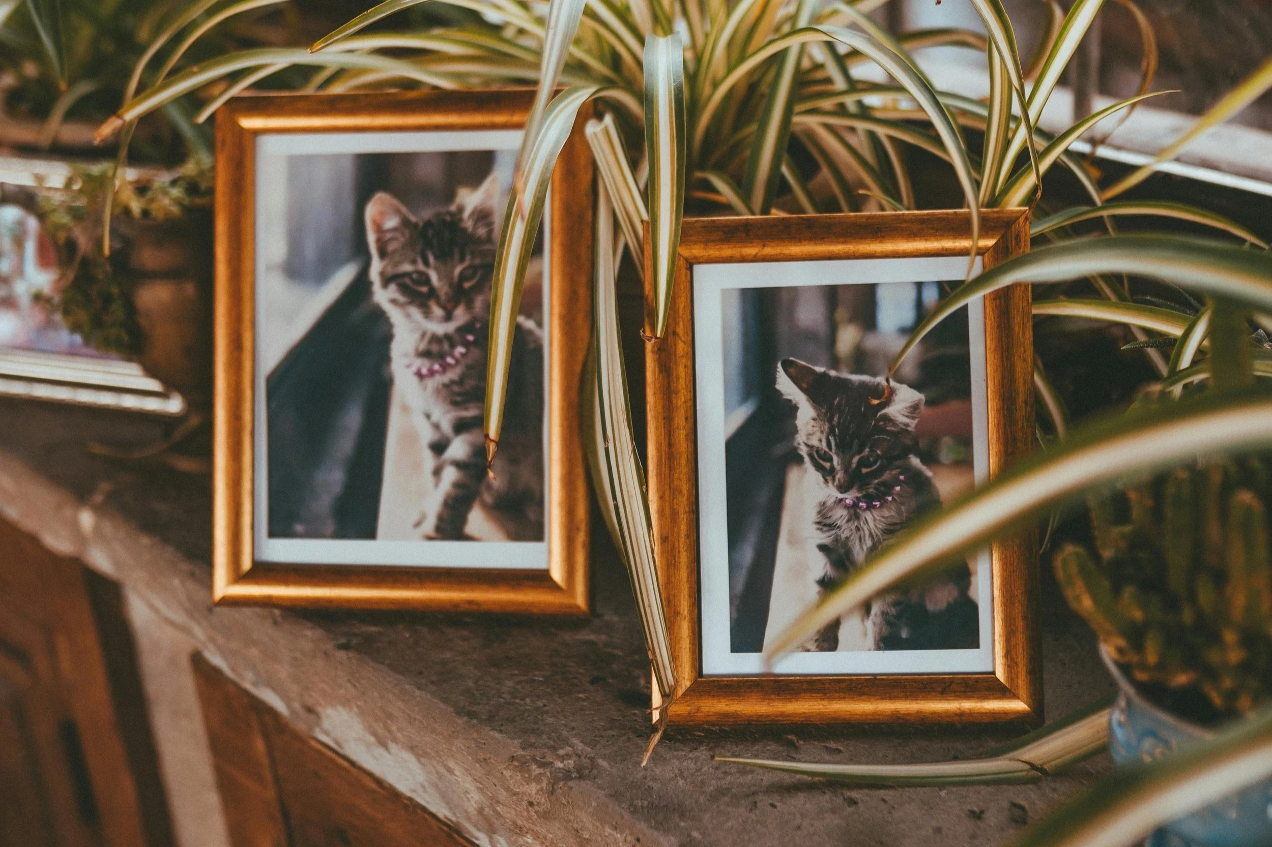 Framed photos of a cat on a wooden mantle