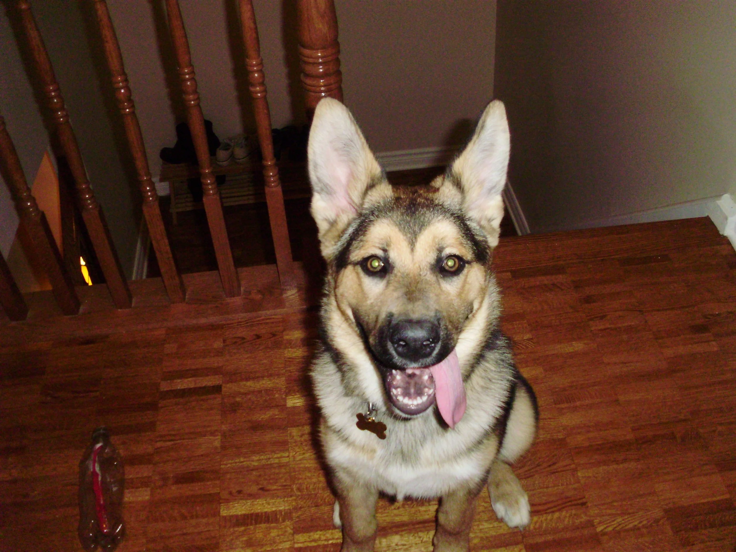 CharlieMemorial — The Butterfly Vet Ottawa Mobile Veterinarian