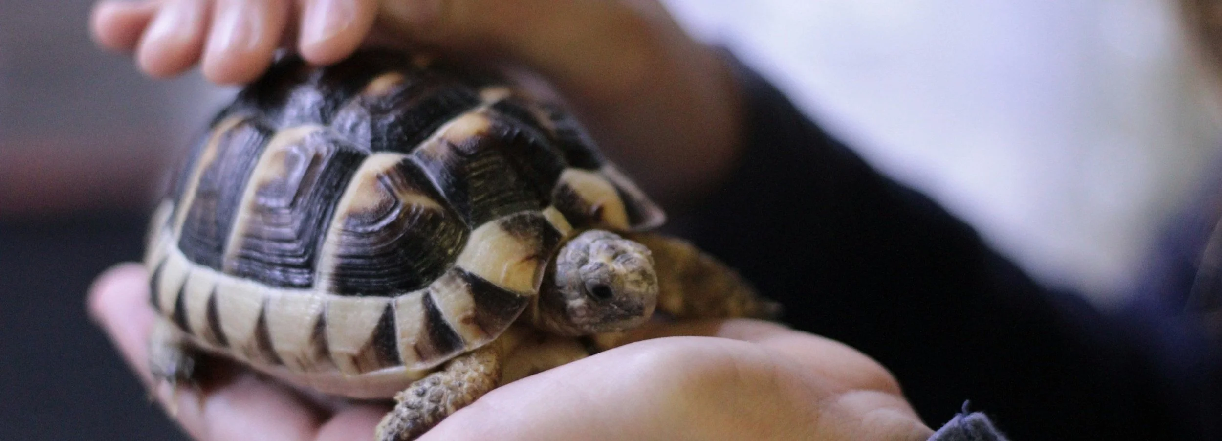 Understanding the Importance of Pithing for Recently Euthanized ...