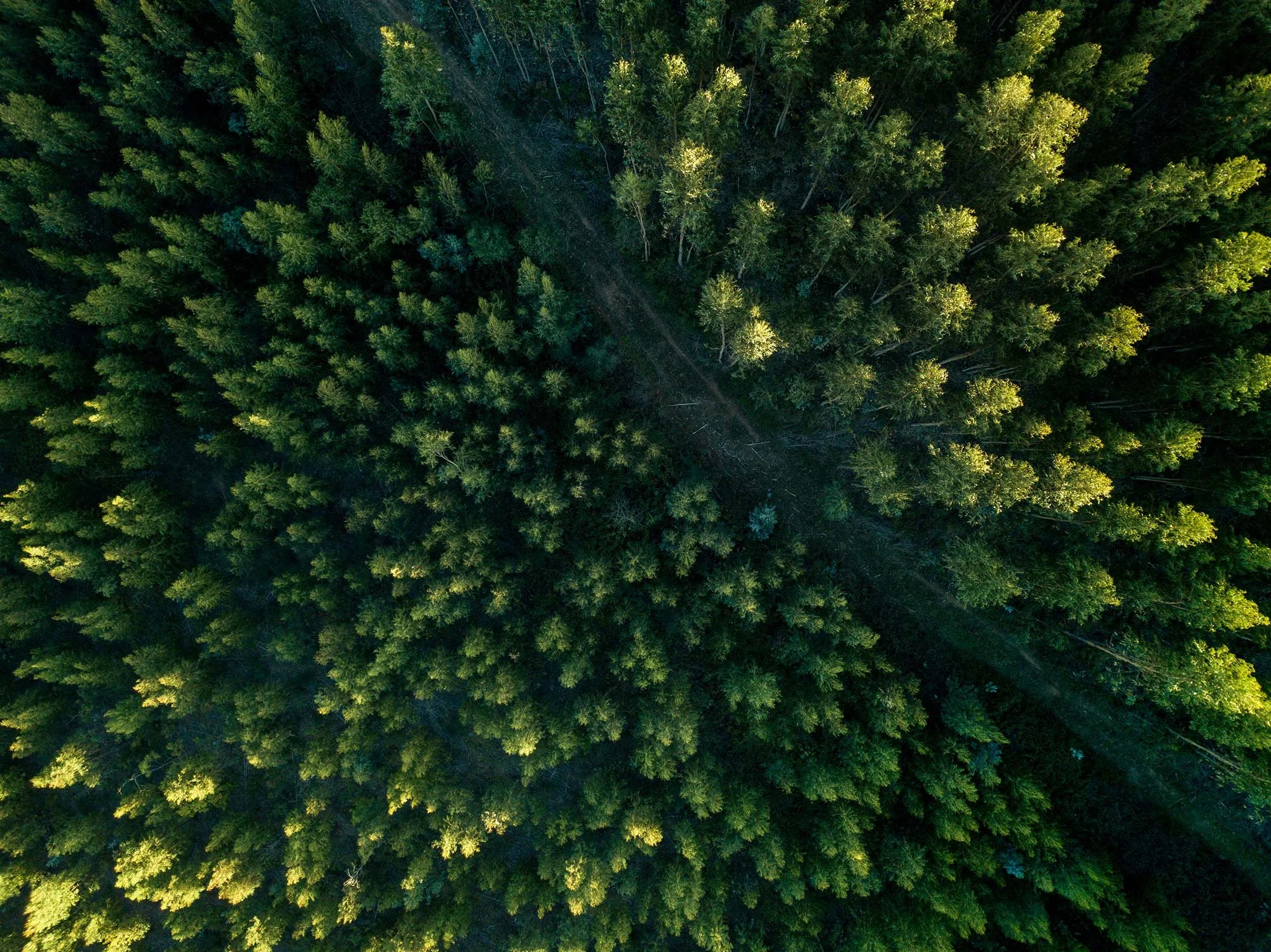 Building with Timber: Locally Sourced, Locally Made