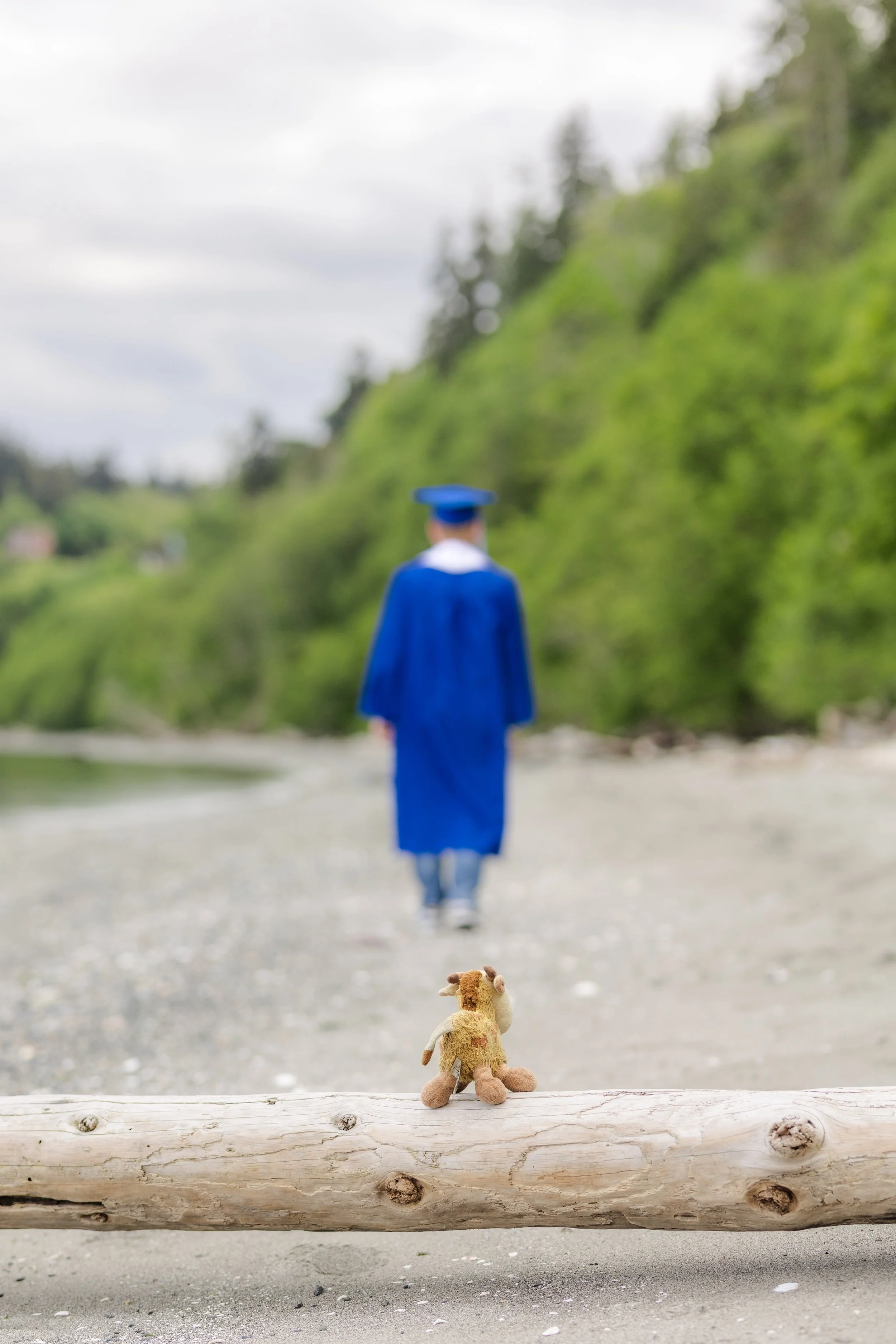 Graduation picture of a senior walking away from their childhood stuffed animal while wearing their cap and gown at a beach in Washington state
