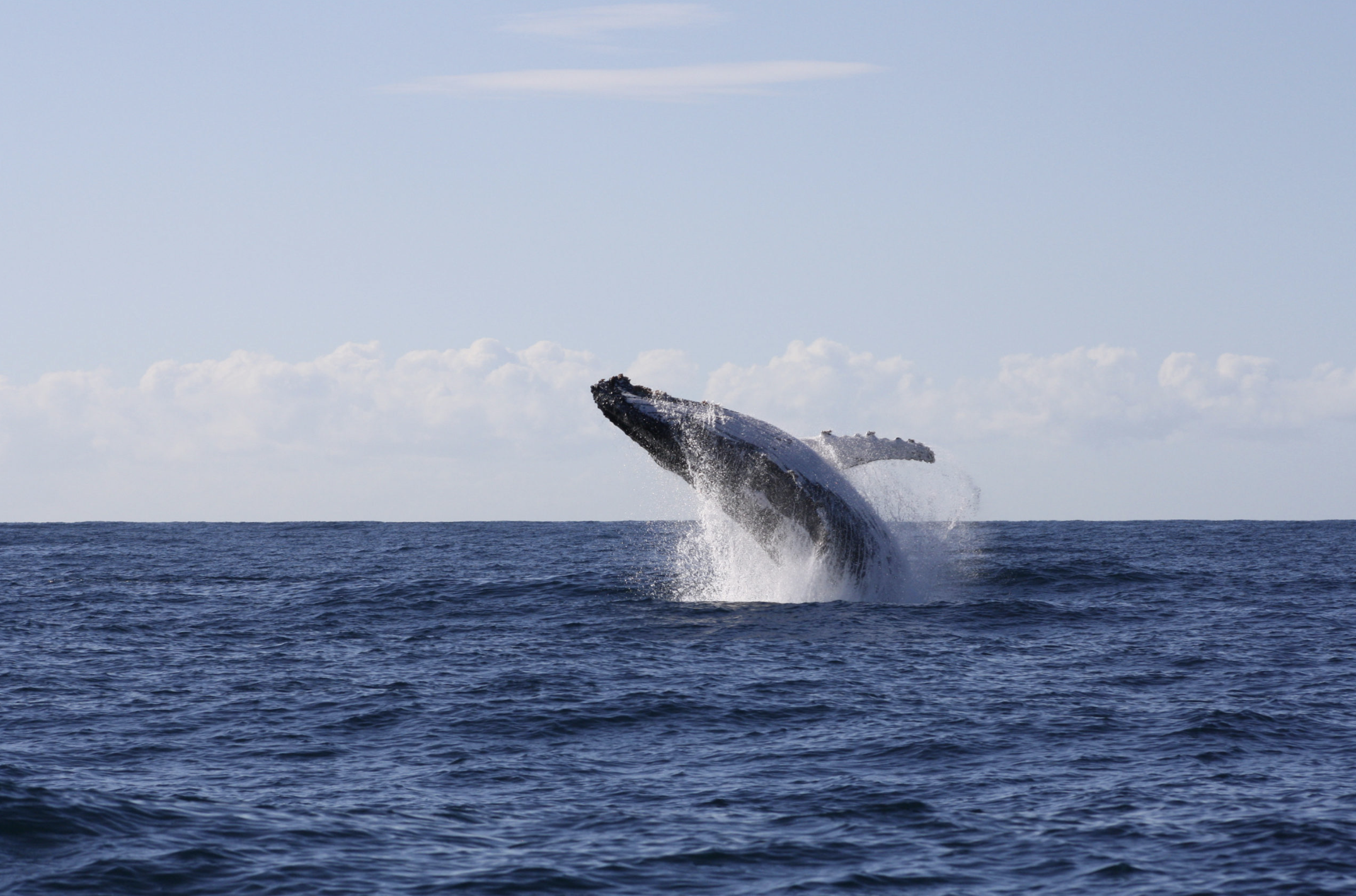I saw my first whale of the season!