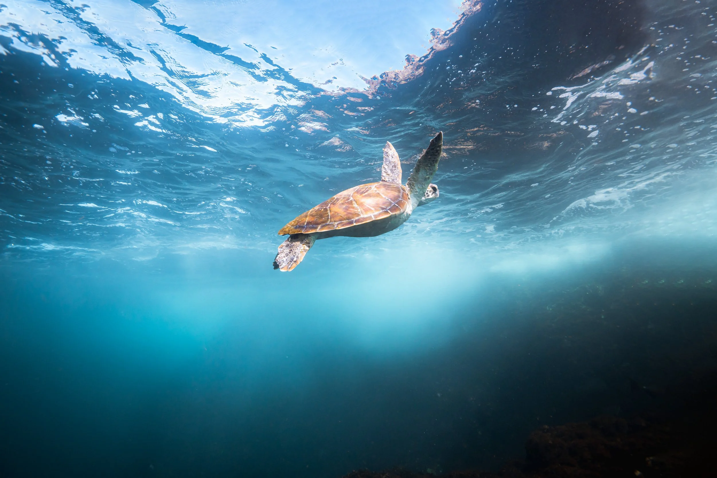 Julian Rocks Turtle-6.jpg