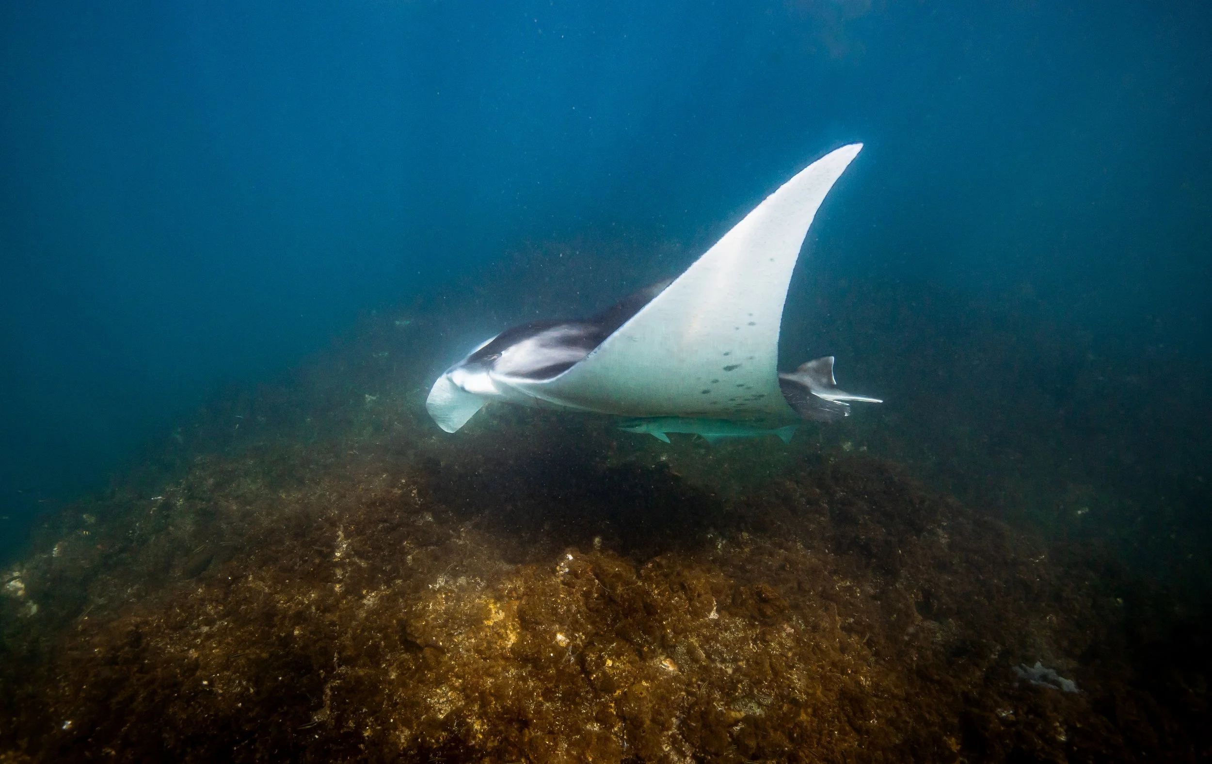 Katie_Jackson-Underwater-Manta_Glide-1.jpg