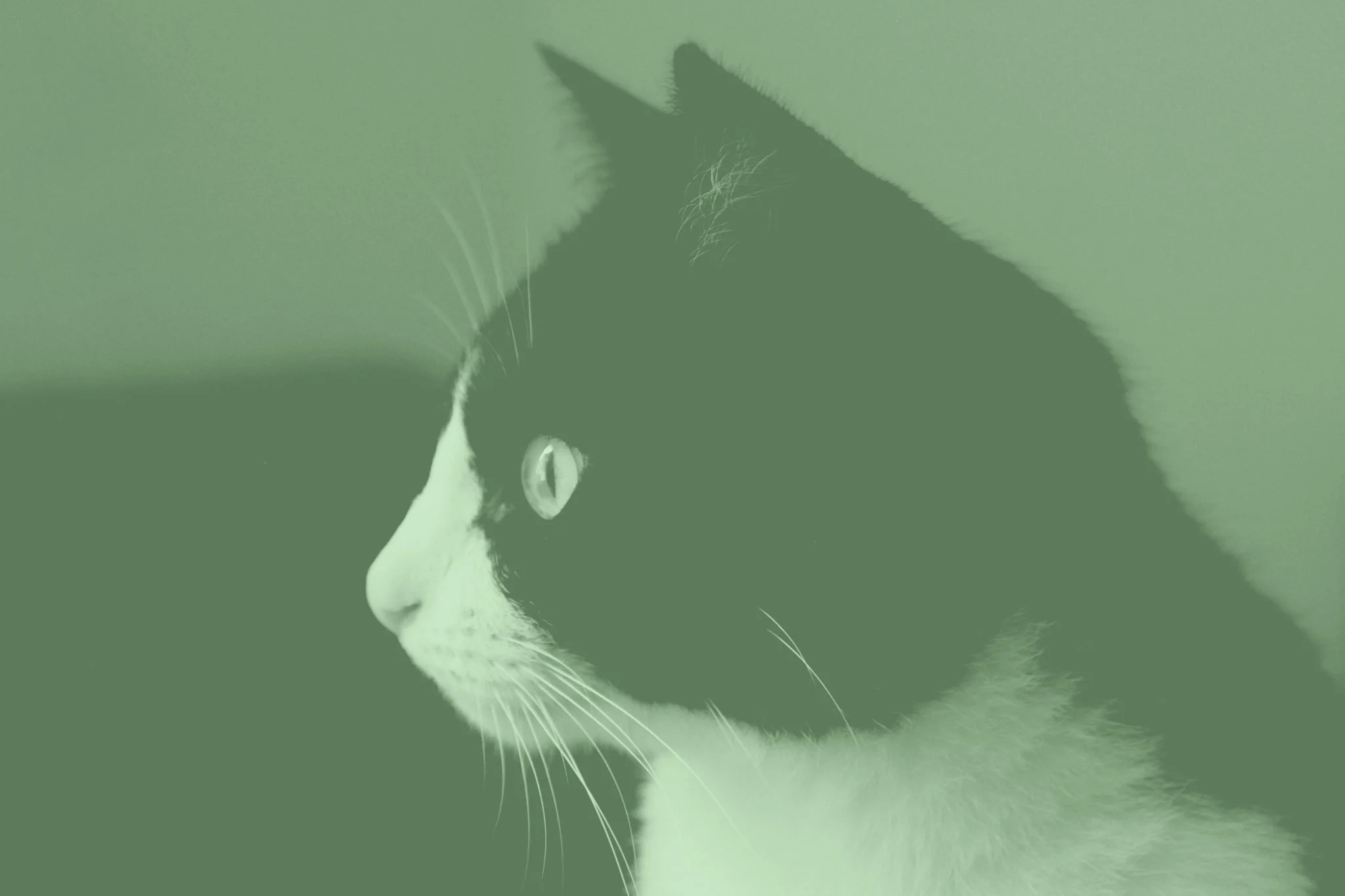 Meow Eat Nap, 2021