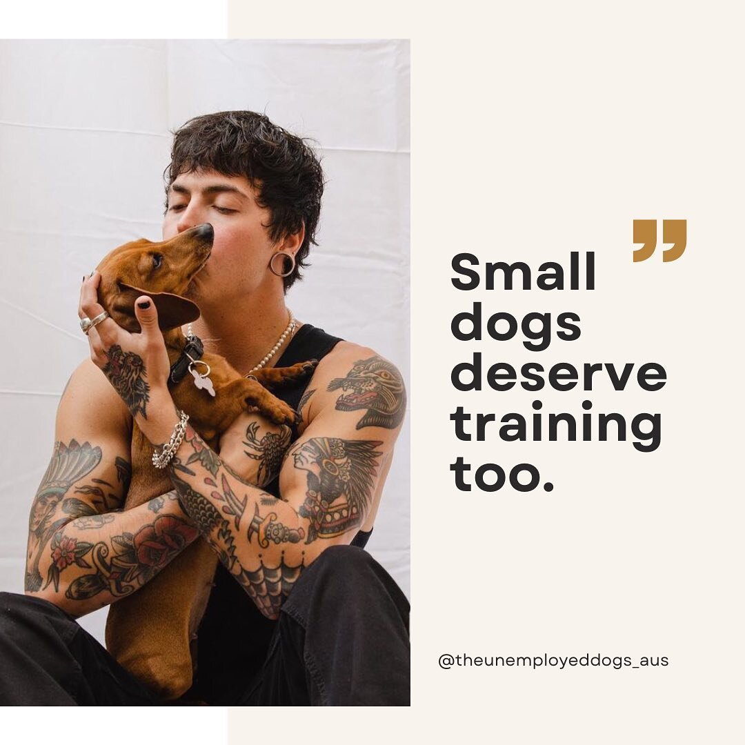 It&rsquo;s so sad to see little dogs so anxious and nobody care because they&rsquo;re small! It&rsquo;s easy to pick them up if they don&rsquo;t want  to walk, not a big deal if they pull, bark at other dog or people but it&rsquo;s ok &ldquo; because