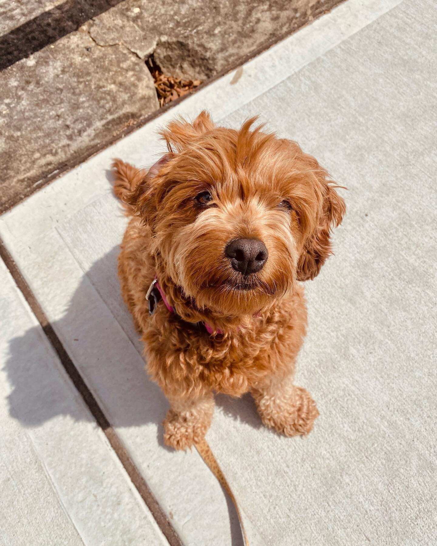 Meet STELLA ✨

2y old, Cavoodle 
Great session with this little one this morning! Stella owner needed some help understanding why and how to stop Stella from trying to bite people ankles in the street! She is mainly reactive toward men ( sorry guys !