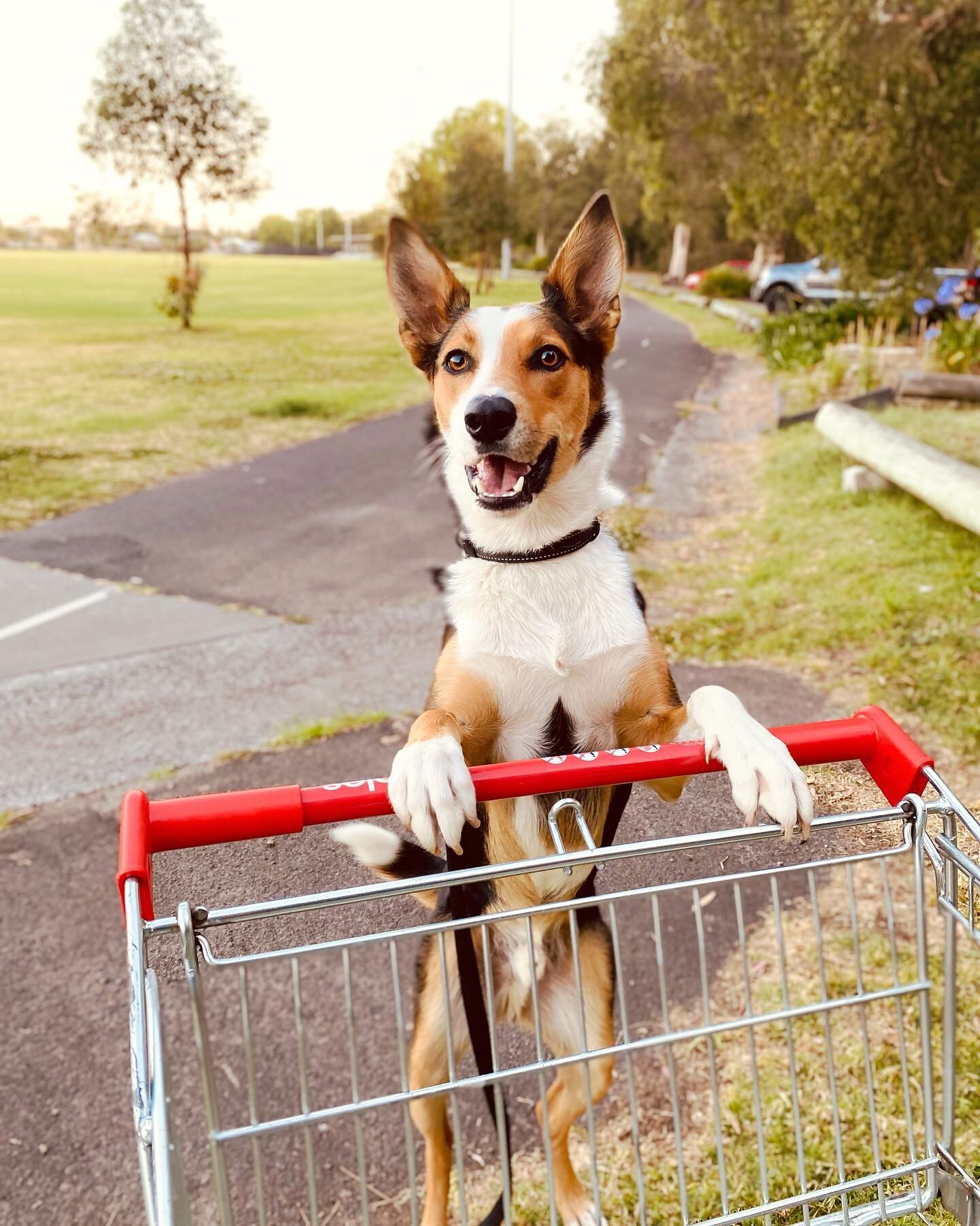 I like to play with the environment when on walk! Always way to have fun and boost your dog confidence by challenging him with little games ! 
Today we found a trolley, Bow was a little scared of it at first so we played around it, and look at him! H