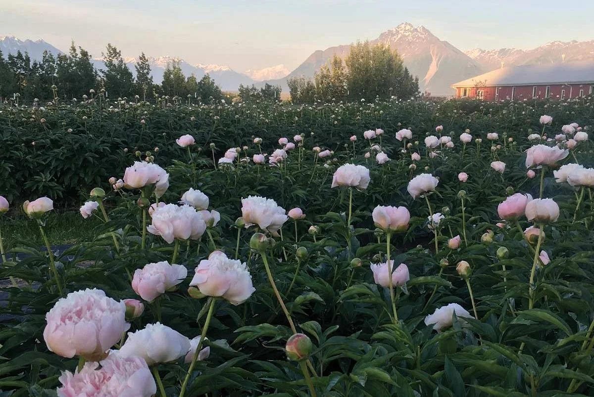 activities-pleasant-acres-reindeer-ranch-pleasant-acres-reindeer-ranch