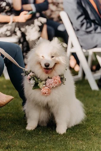 Dog-Friendly Wedding Venues in Melbourne and Surrounds!