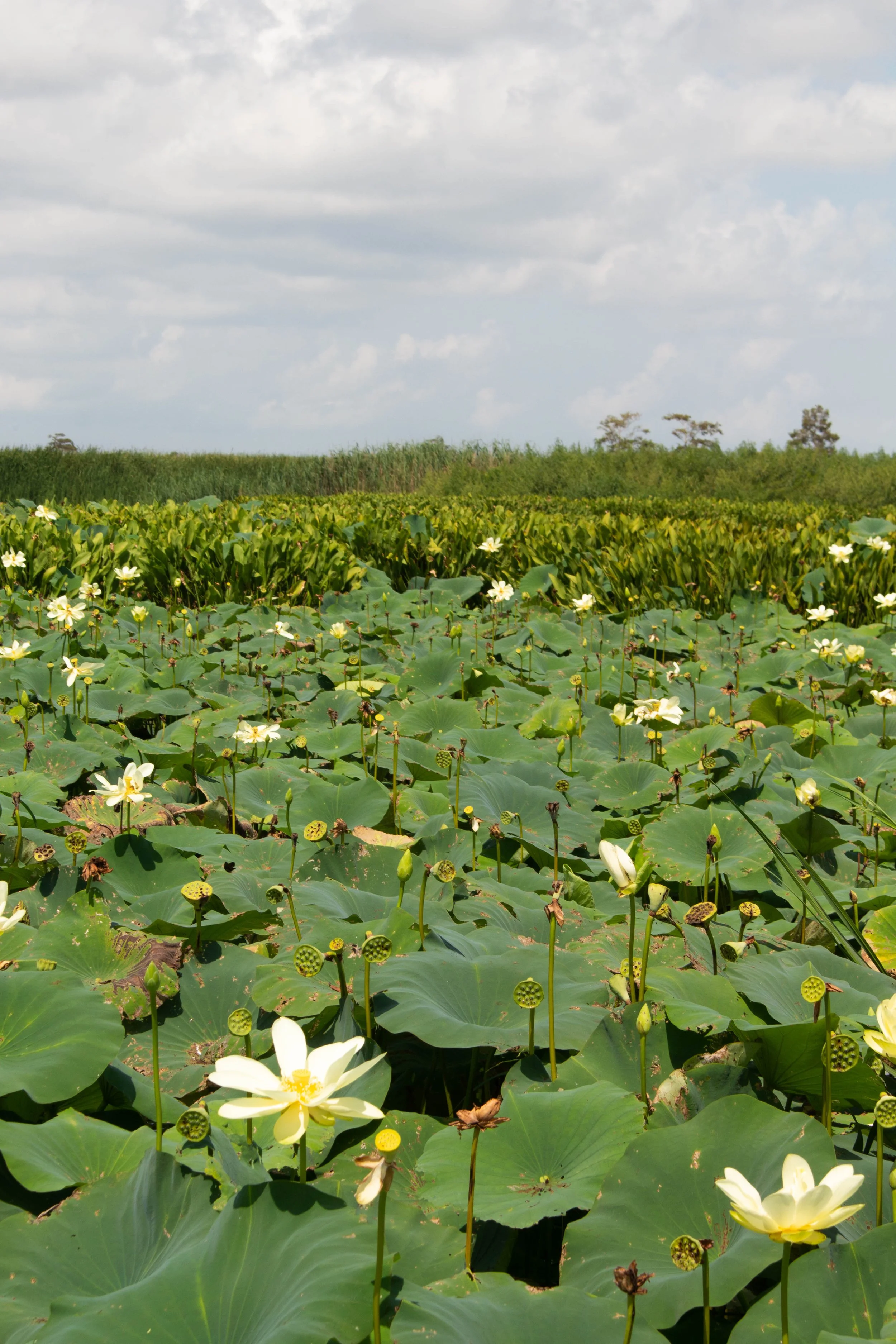Bird's Foot Delta, LA