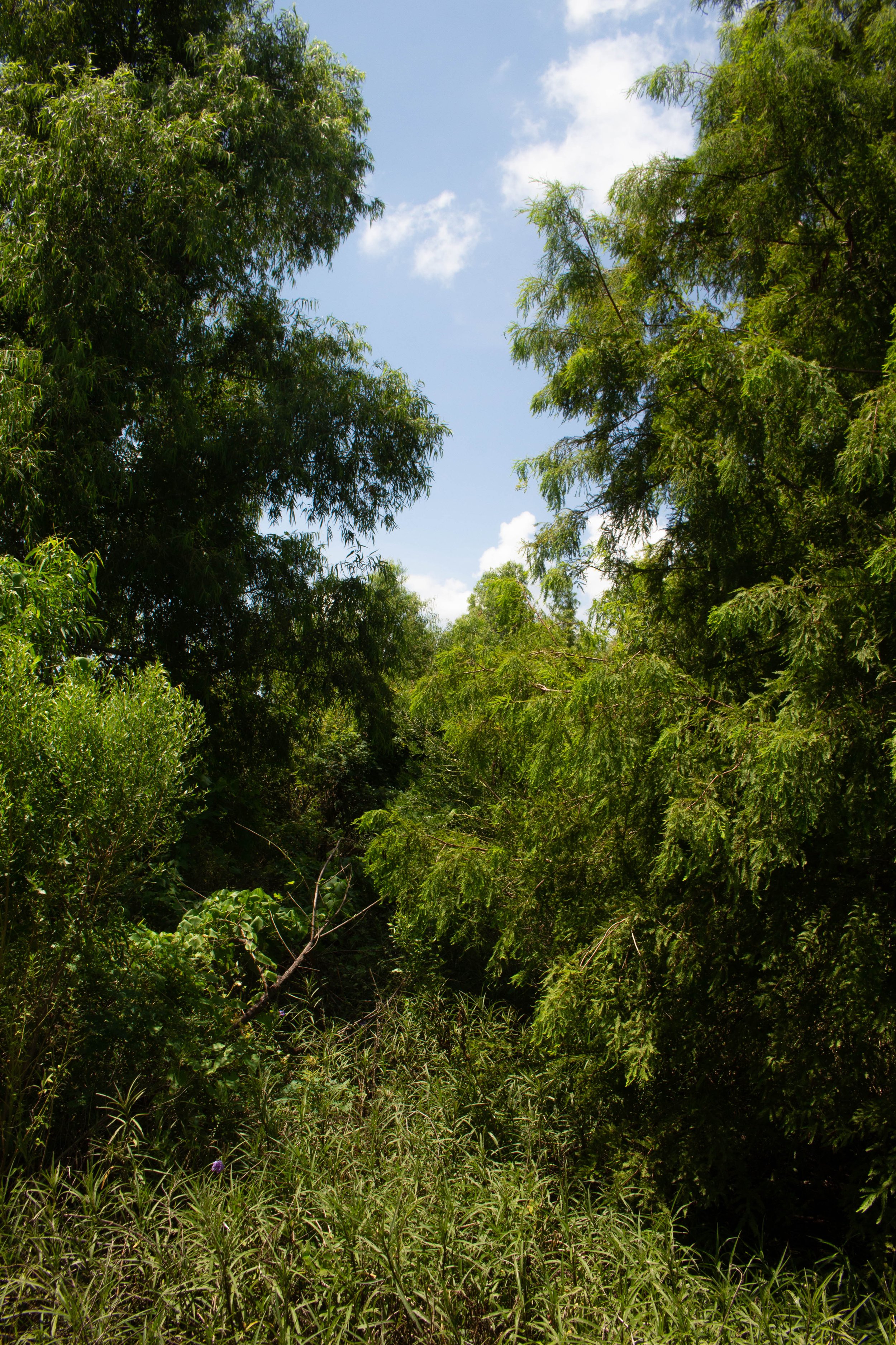 Bird's Foot Delta, LA