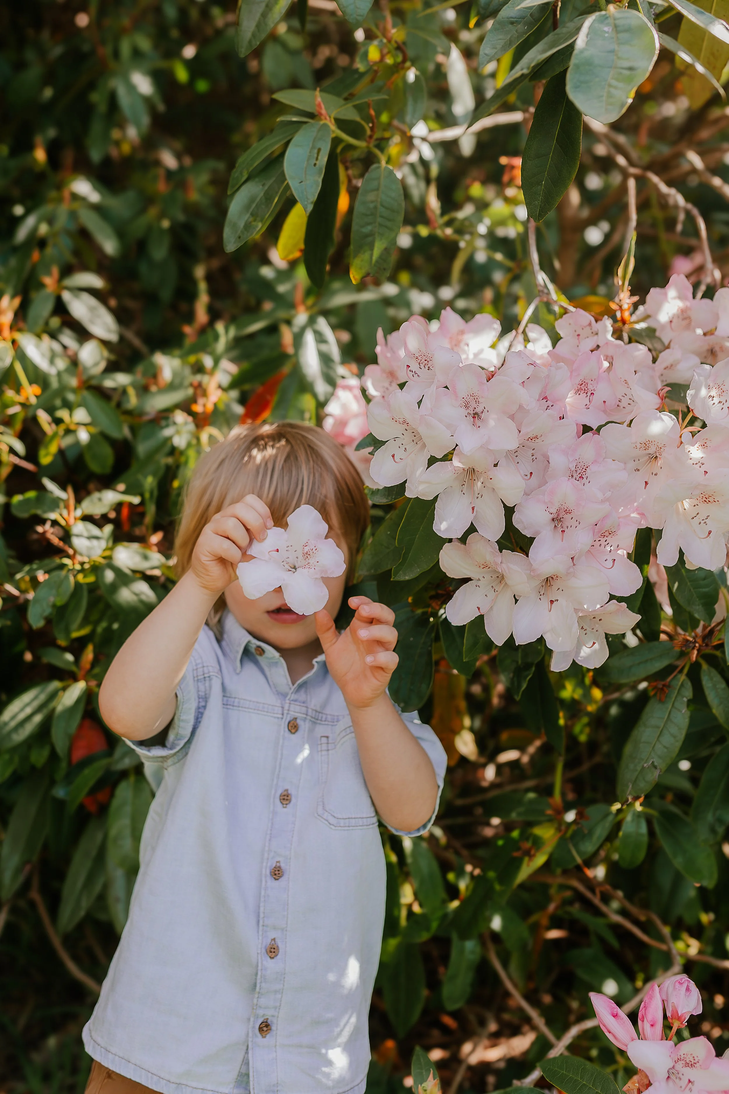 2025 Spring blossom Claire Lacey Photography--52.jpg