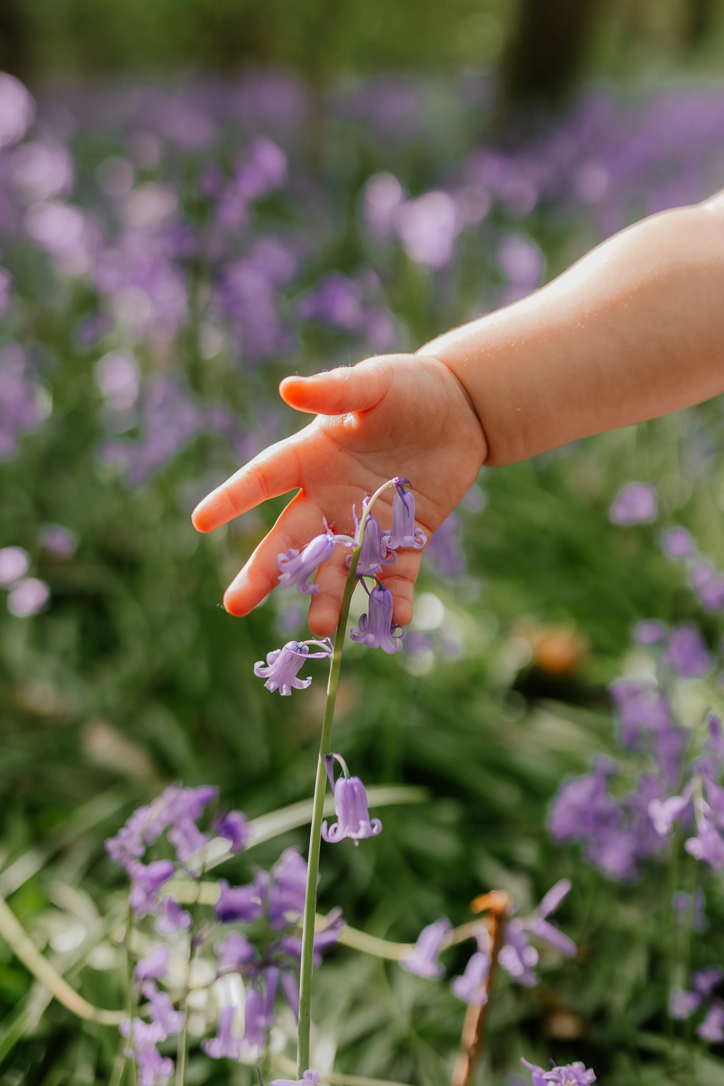 2025 Bluebells Claire Lacey Photography--16.jpg
