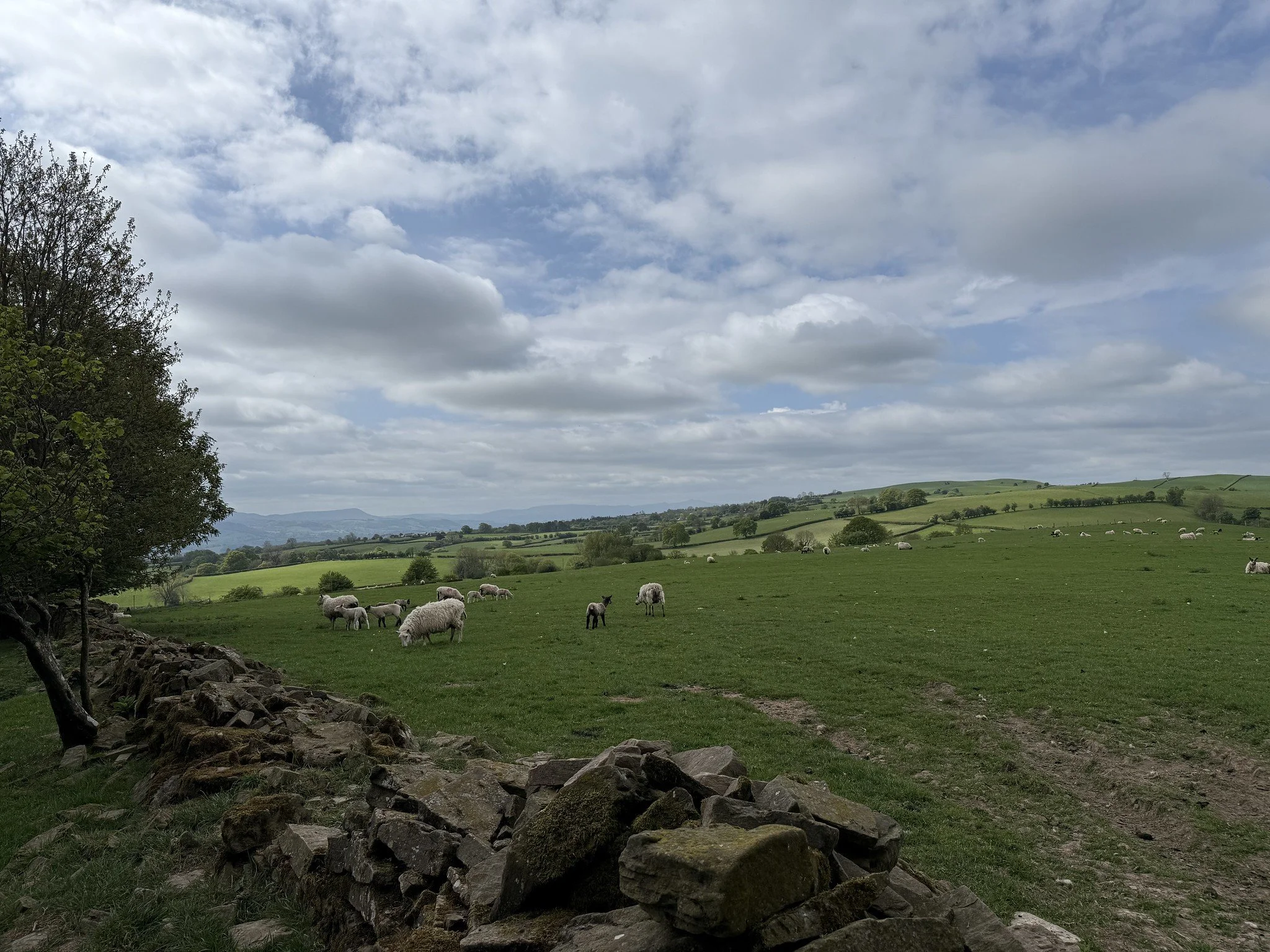 Offa's Dyke - Hay to Kington - Sheep.jpg