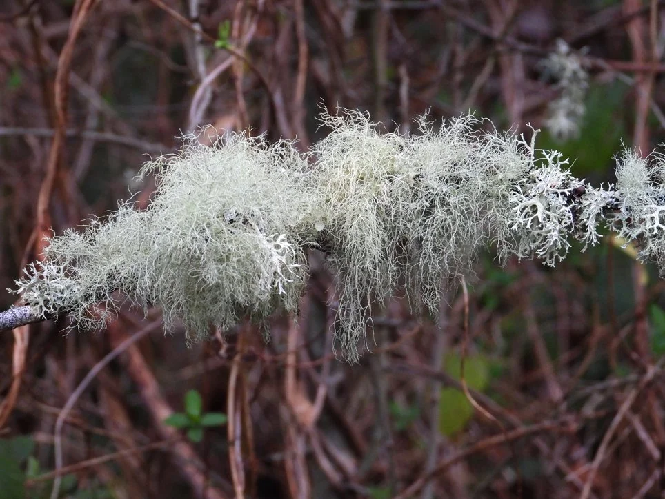 WalkOnWildSide-beard-lichen.jpg