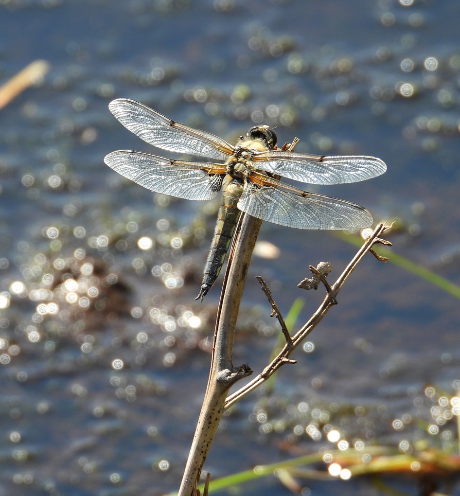 TWF2026-201 A Walk on the Wild Side (Saturday Talk)