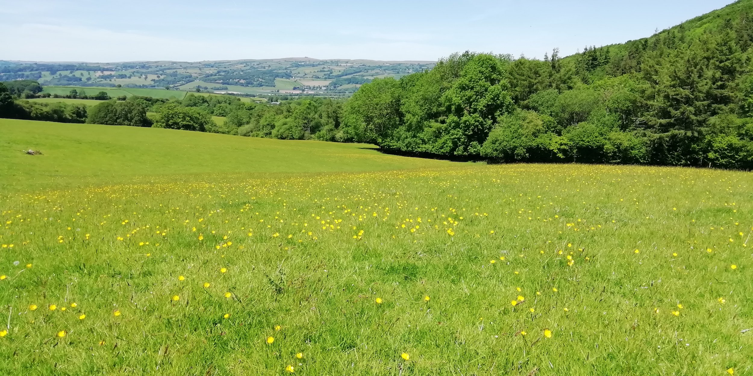Llanigon_Meadow.jpg