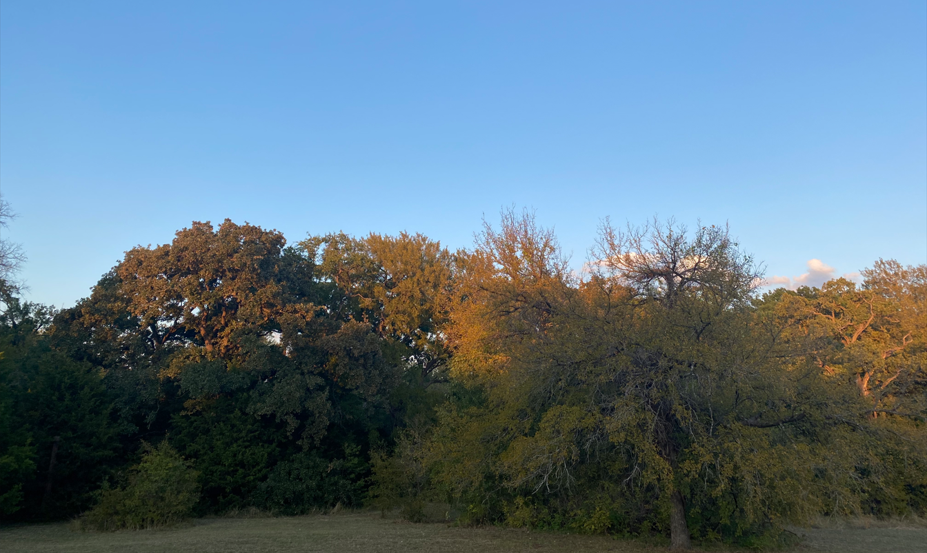 Information — Save Colleyville Trees