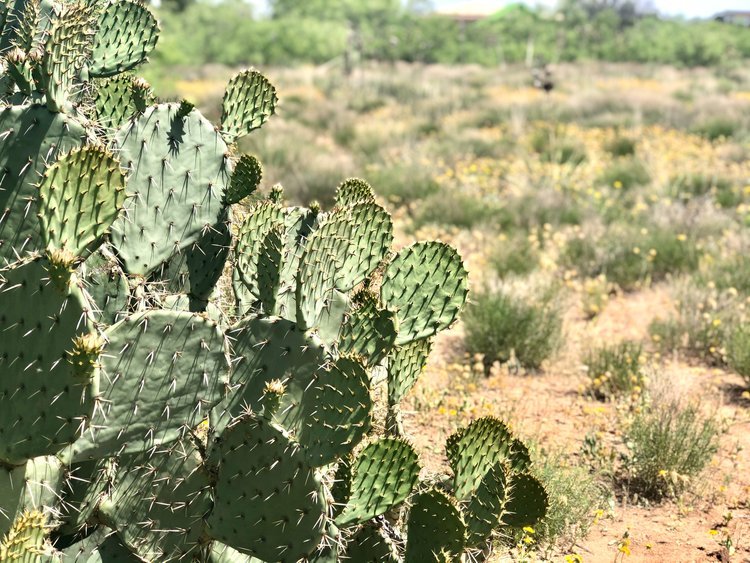 prickly pear at Sibley Nature Center