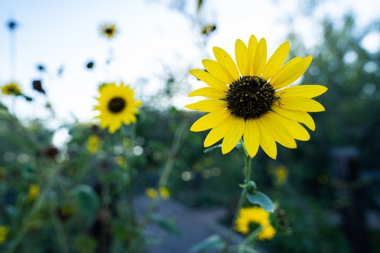 sunflowers at I-20 Wildlife Preserve