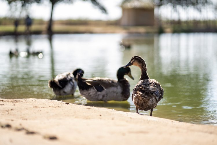 duckpond at Beal Park