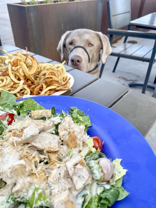 enjoy a meal alongside your dog at The Patio Drafthouse