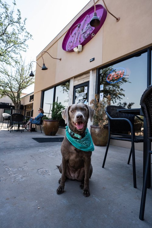 dog friendly patio at The Patio Drafthouse