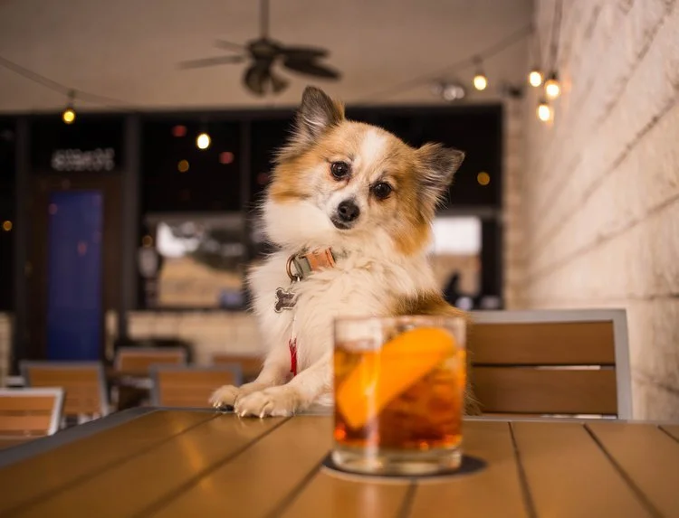 The Blue Door is dog-friendly