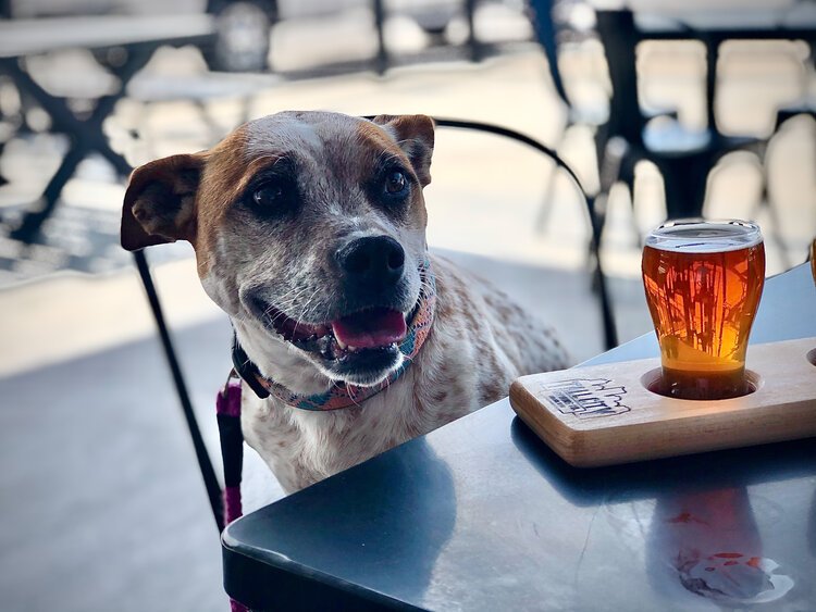 Tall City Brewing Co. is dog friendly