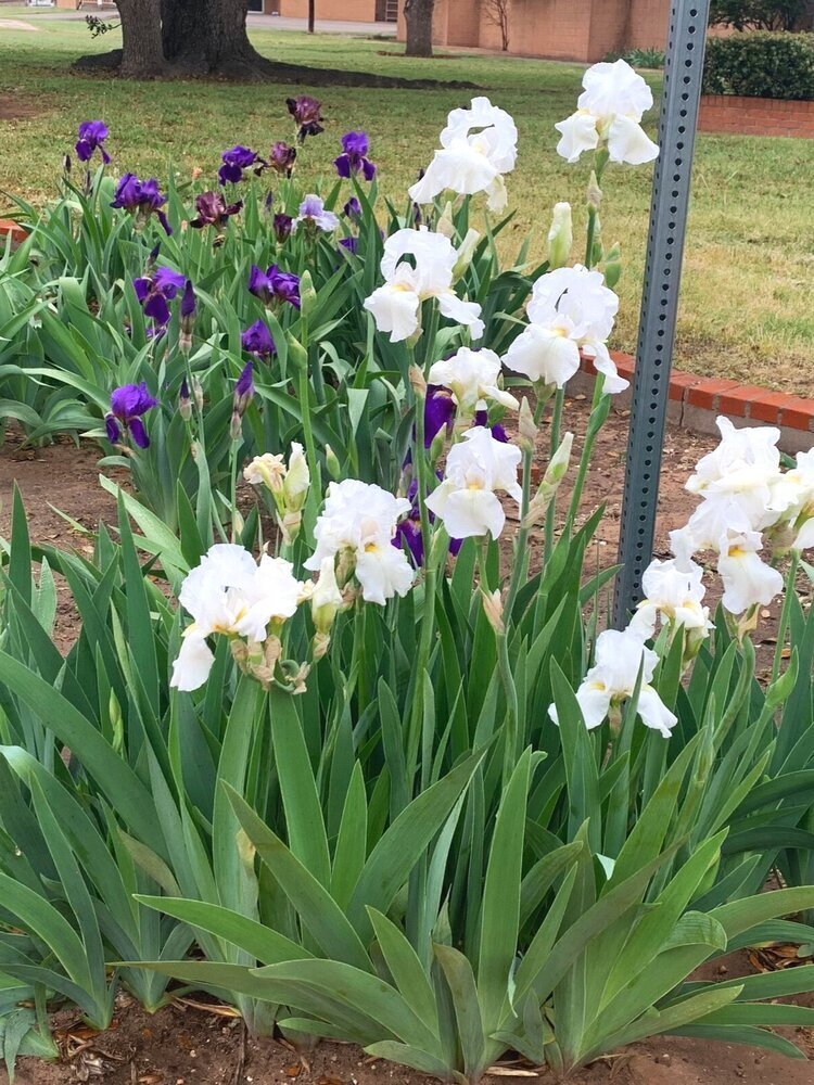 Bearded Iris (Iris Germanica)