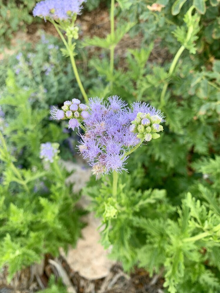 Gregg’s Mistflower (Conoclinium Greggi)