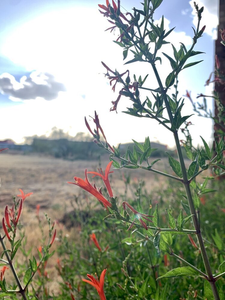 Flame Acanthus with Midland in the background