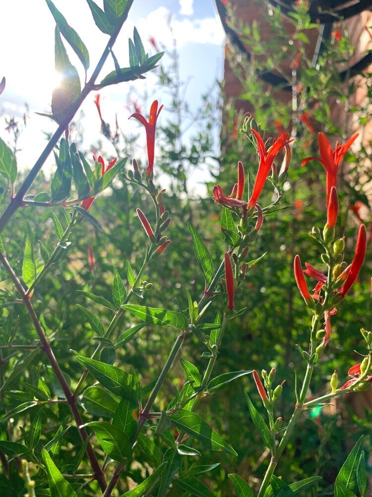 Flame Acanthus