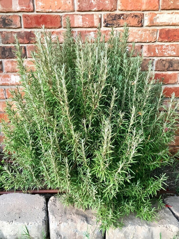 Rosemary plant growing in Midland
