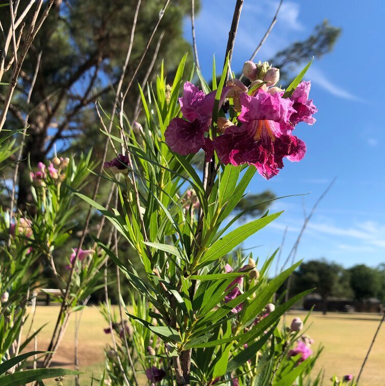 Desert Willow (Chilopsis Linearis)