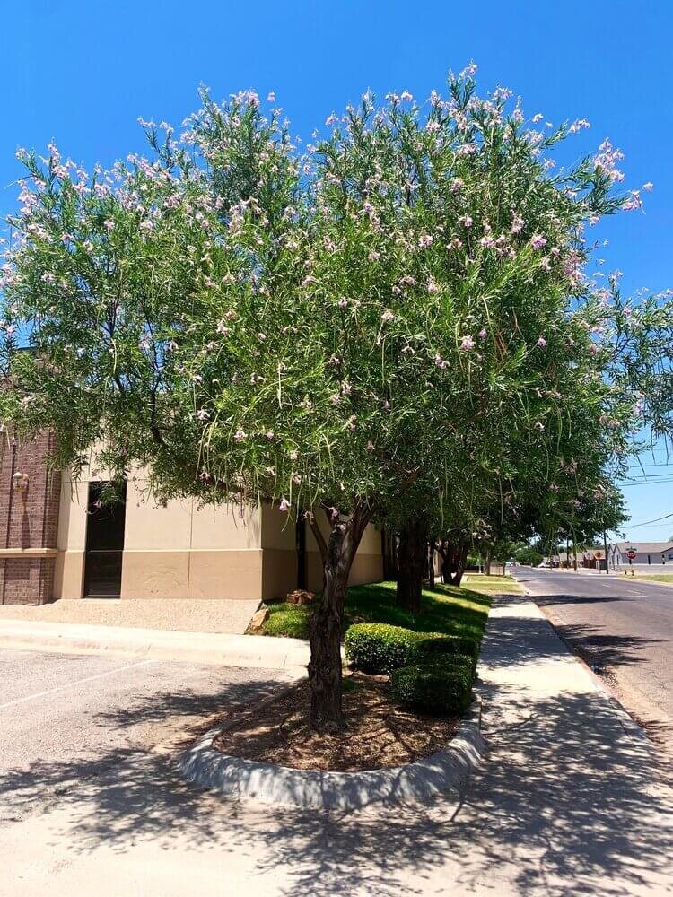 Desert Willow growing in Midland, Texas