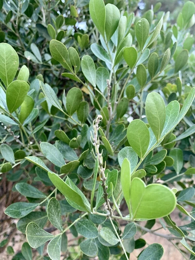 7 Plants For West Texas Gardening Success — MIDLAND AF