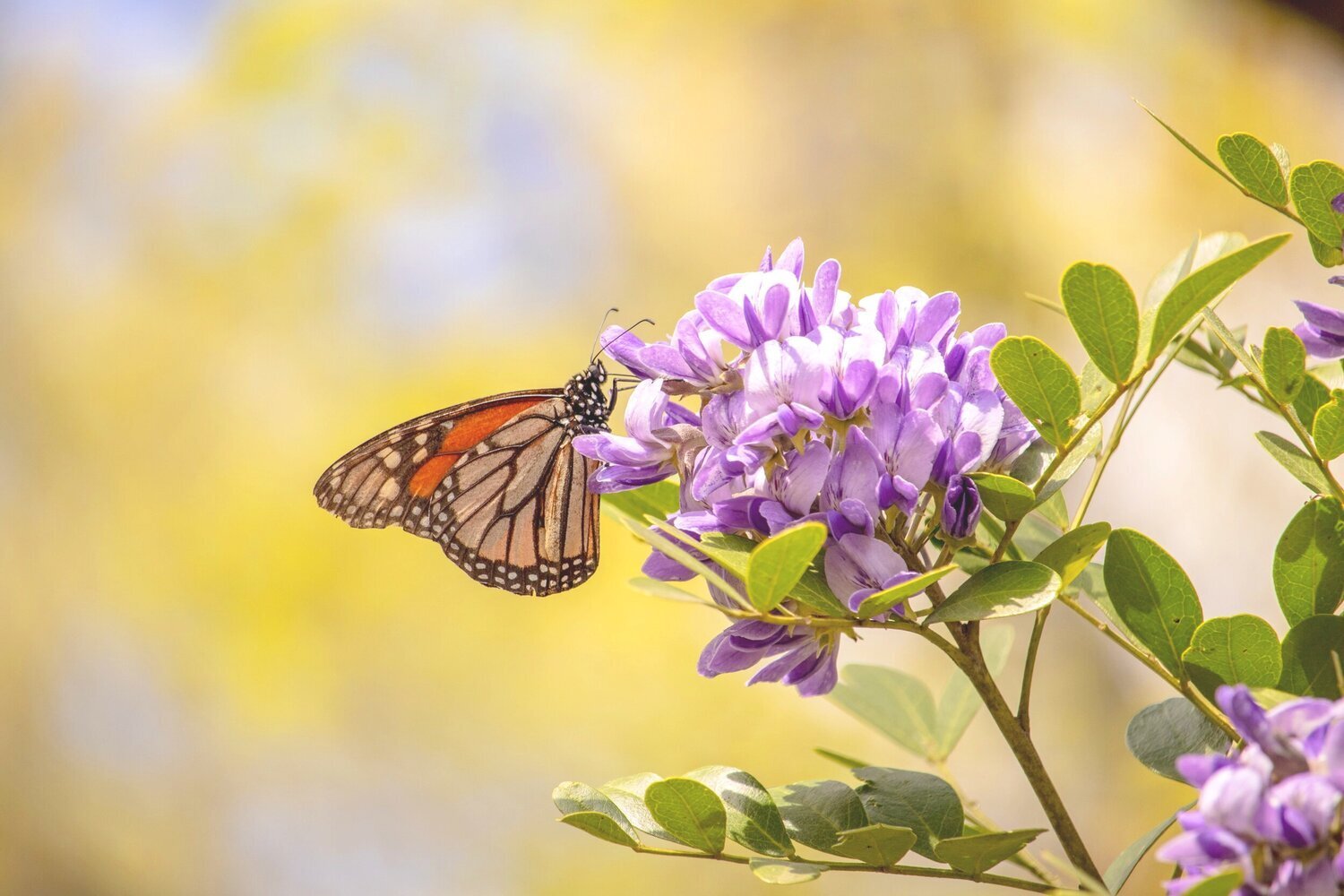 Texas Mountain Laurel with a butterfly
