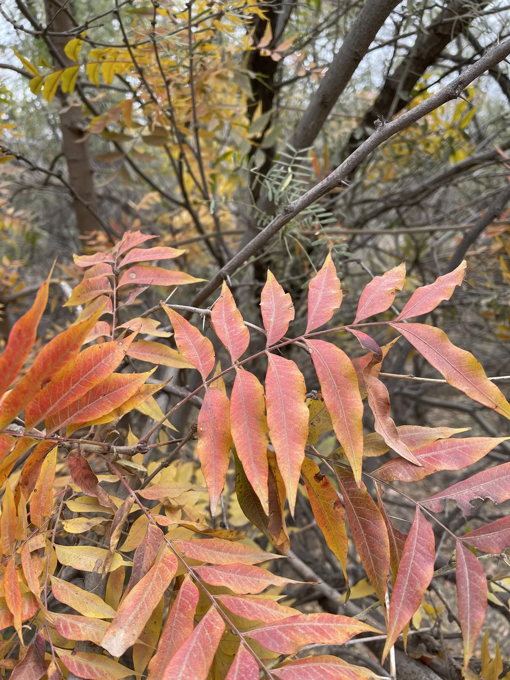 pecan fall leaf colors in Midland, Texas