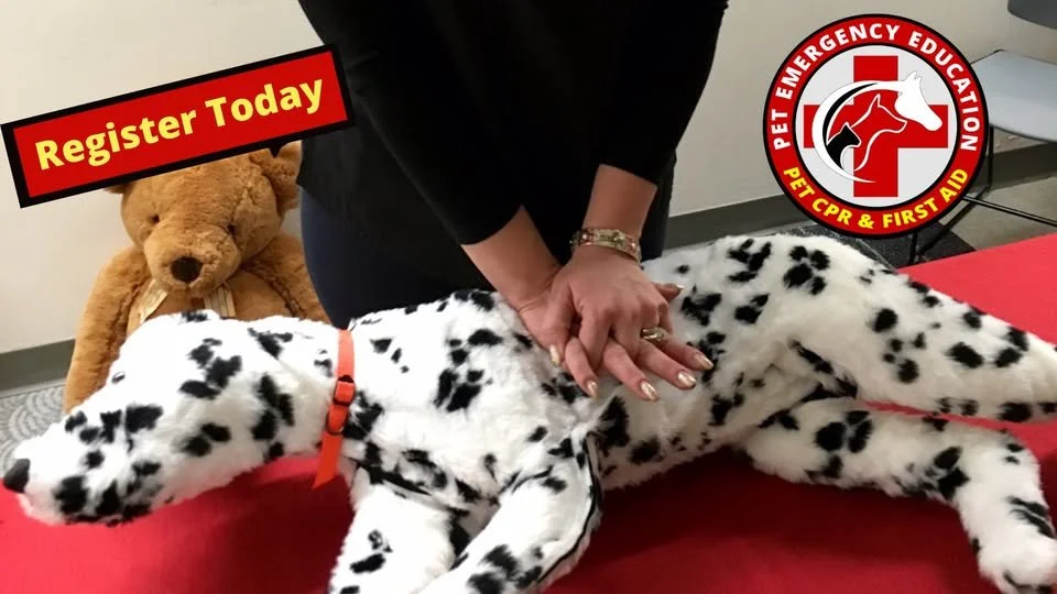 Pet CPR and First Aid Certification Class Groomology Institute of Texas Midland, TX